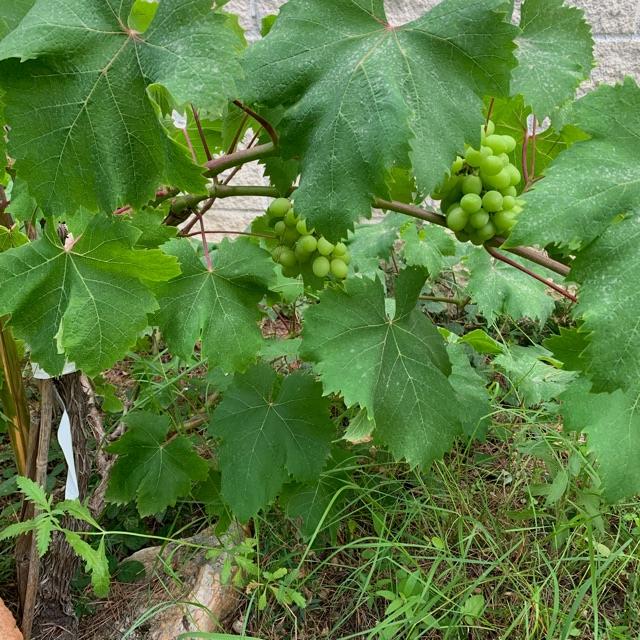 Ayudante/a de Jardinería