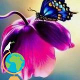 Rose Tulip avatar icon