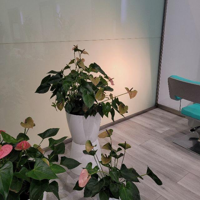 Recepcionista