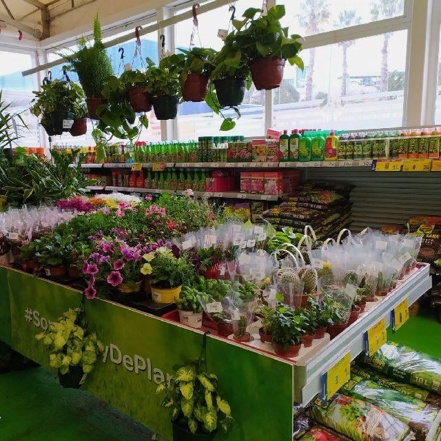 Experiencia en Plantas