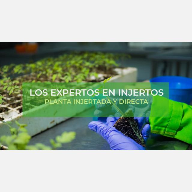 EJECUTIVO DE VENTAS PARA INVERNADERO