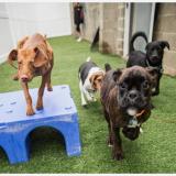 Doggy Daycare avatar icon