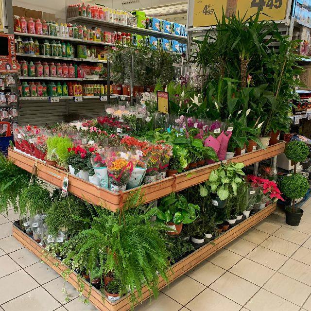 Plantas