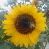 Tournesol Le avatar icon