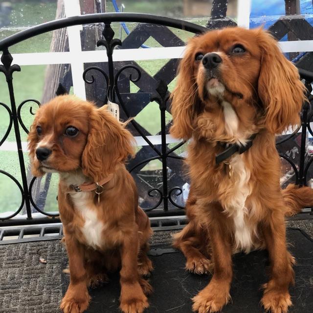 Dog daycare assistant