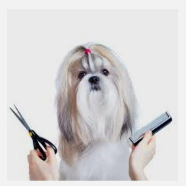 Peluquera/o canino