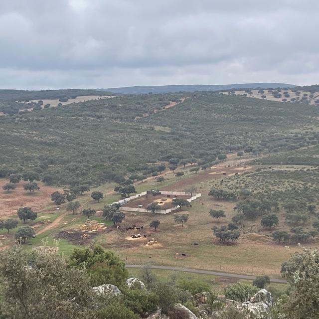 Peón