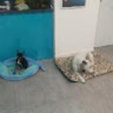 Jose Adrian Gomez Sanchis